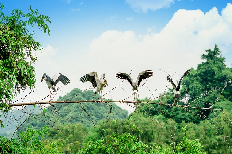 Thung Nham Bird Park – A Natural Wonderland in Ninh Binh