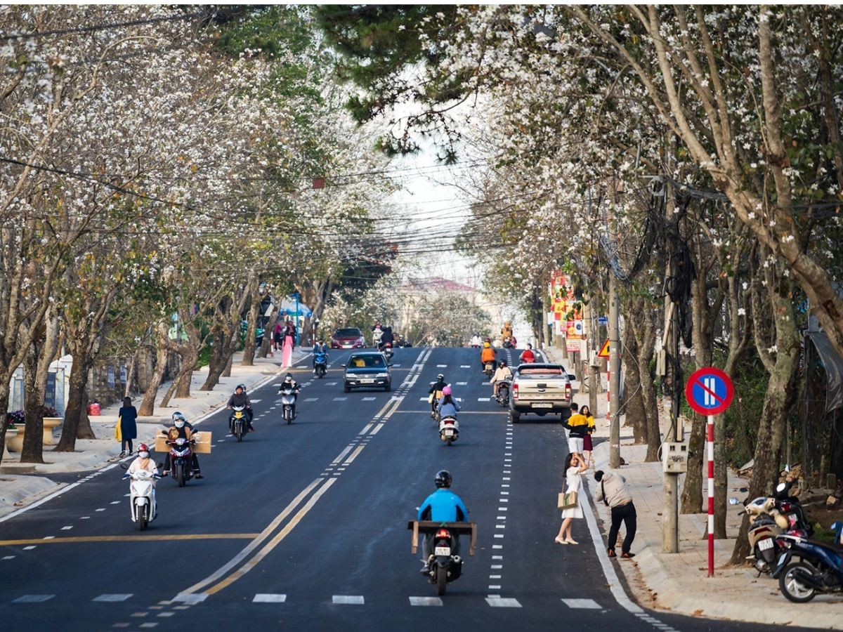 Discover the Enchanting Dalat Gardens: A Complete Guide for Flower Lovers